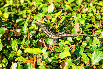 Wall lizard, podarcis muralis, on a green bush in Rovinj, Croatia
