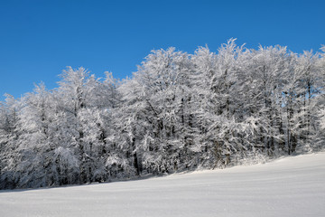 Winter in the Bieszczady National Park