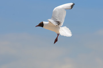 mouette goeland 