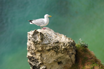 mouette goeland 