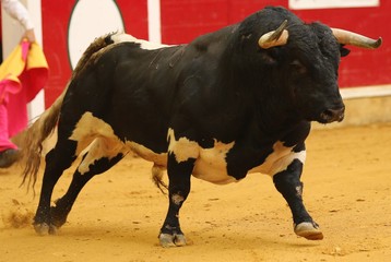 bull in the bullring in spain