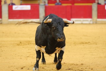bull in the bullring in spain