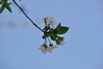 
Spring. Cherry blossoms