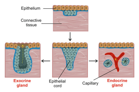 The formation of exocrine and endocrine glands