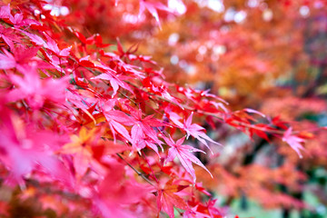 Red maple leaves during autumn time in forest