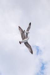 seagull in the sky