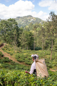 Sri Lanka 