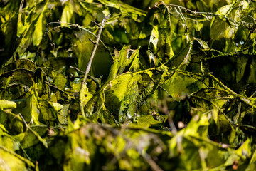 Sumpf Moor Feuchtigkeit Algen Biomasse Details Nahaufnahme Makro Brombeerstrauch Äste Triebe Schlamm Tümpel Hochwasser austrocknen Kulisse Grusel Geister Schreck Grüntöne Natur Algenfilm Phantasie