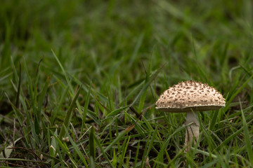 mushroom in the grass