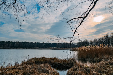 trees without leaves in the spring by the lake