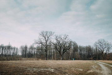 trees without leaves in the spring by the lake