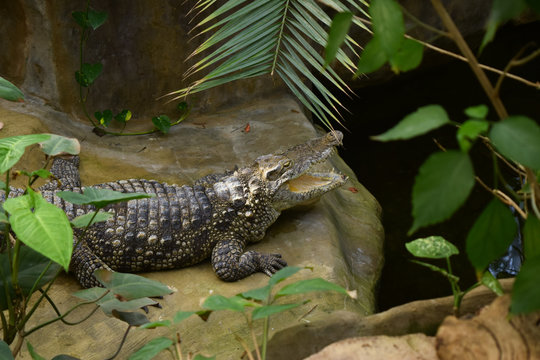 Big crocodile in in the Wroclaw zoo