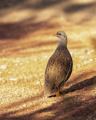 One Natal spurfowl walking on the ground with a golden glow of the late afternoon sun in Marakele National Park in South Africa
