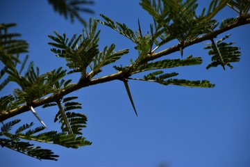 Thorn tree branch detail with clear blue sky background