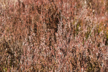 Background of dry heather flowers in wild forest in Ukraine.