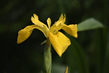 flower of the yellow iris in our pond