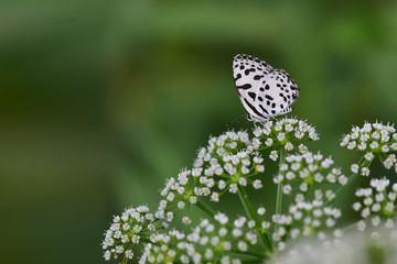 butterfly on a flower