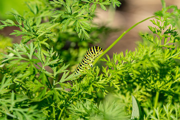Macro d'une chenille de machaon