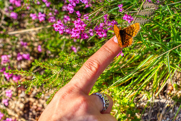 Mariposa posada en el dedo 