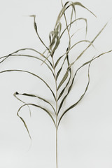 Stringy green plant on white background.