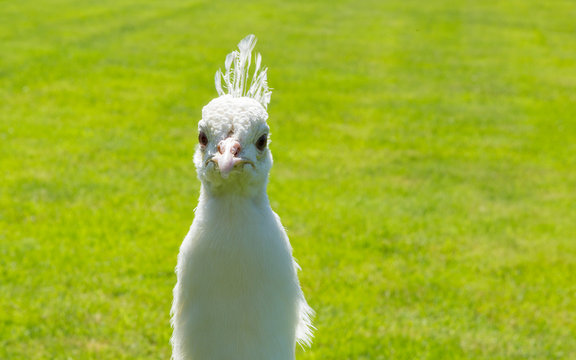 Character looking face of male white peacock