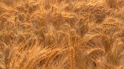 Golden wheat field on Polish countryside, late summer © katarzyna_s