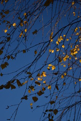 autumn leaves against blue sky
