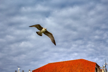 Gaviota volando y mirando a cámara en un cielo con nubes de color gris