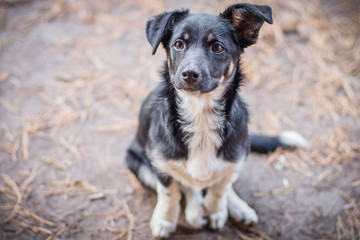 Black dog look sad look