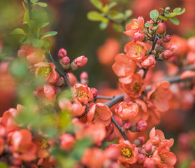 beautiful tree with red flowers