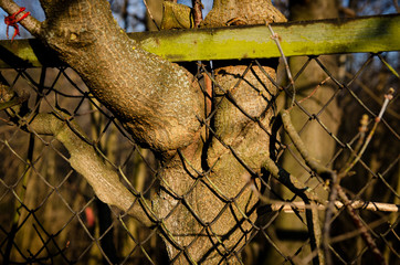 
tree innate in the fence