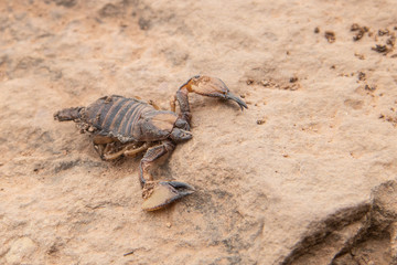Skorpion auf dem Tafelberg in Kapstadt