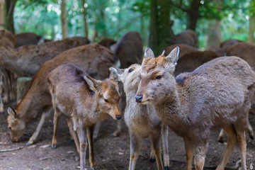 Naklejka na ściany i meble 鹿の群れ（日本 - 奈良 - 奈良公園） 