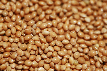 Small seeds food for bird , close up