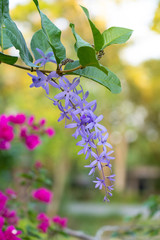 blooming purple cherry tree