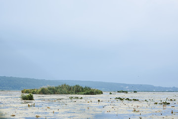 Fototapeta premium Lake view. Blue water, covered with various green and yellow algae with growing cane. Dull cloudy weather before the rain on pond. Fishing lake