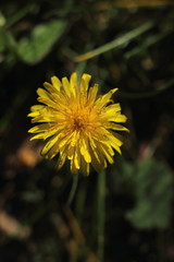In my garden on a sunny day : Yellow Dandelion.  Or in Latin: Taraxacum officinale.