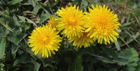 In my garden on a sunny day : Yellow Dandelion.  Or in Latin: Taraxacum officinale.