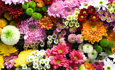 Flowers wall background with amazing red, orange, pink, purple, green and white chrysanthemum...