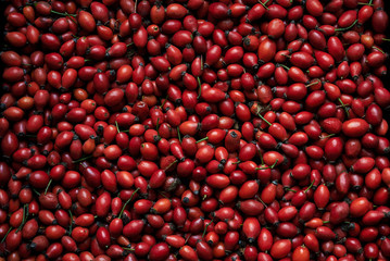 Red rose hip berries. Background picture with fruit texture. Autumn harvest. Traditional medicine recipes