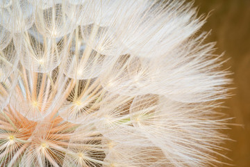 Close up of giant dandelion seed head, spring summer background.