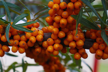 branch of sea buckthorn berries