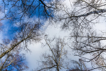Multiple Bare Tree Branches leafless looking upward toward cloudy blue sky in midwinter  weather