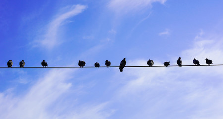 pigeons on the street