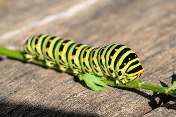 Macro d'une chenille de machaon