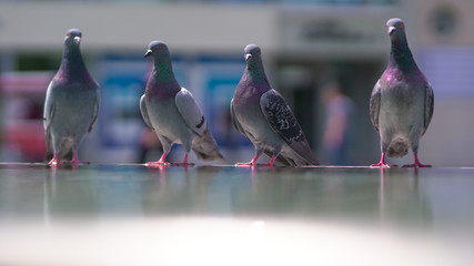 pigeons on the street