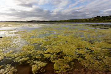 Green algae water pollution river lagoon 