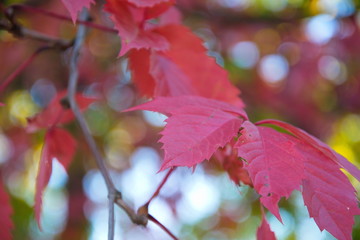 Red autumn leaves on a yellow forest bokeh background