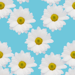 Fototapeta premium White camomile or chrysanthemum flowers on a blue background, top view, flat layout, seamless pattern. Bright floral background.