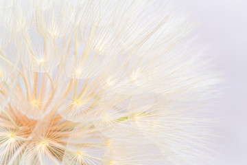 Close up of giant dandelion seed head, spring summer background.